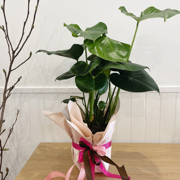 Plants Delivered