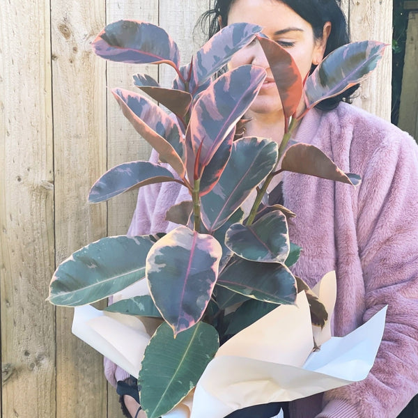 Plants Delivered
