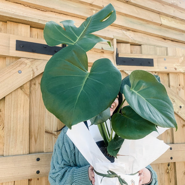 Plants Delivered