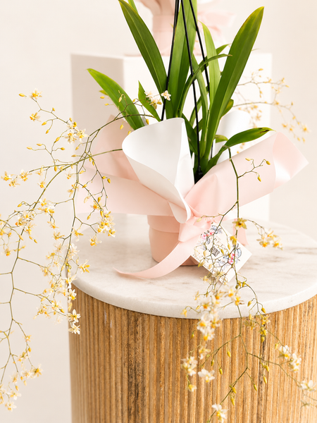 Oncidium Orchid
