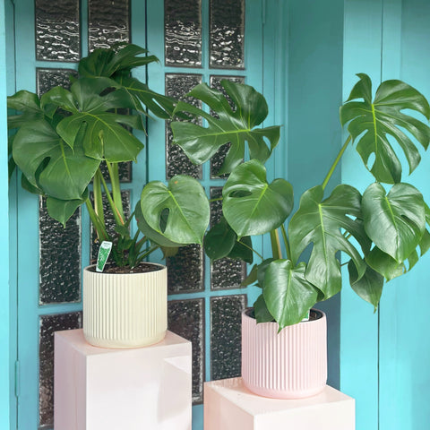 Potted Plant Delivered