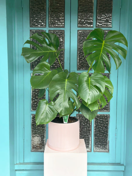 Potted Plant Delivered