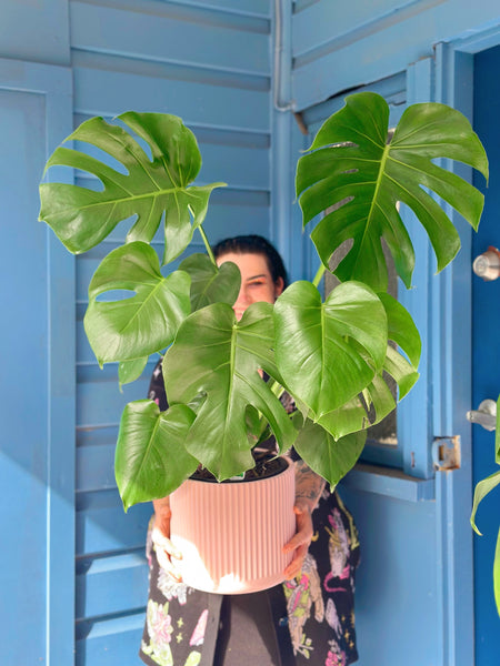 Potted Plant Delivered