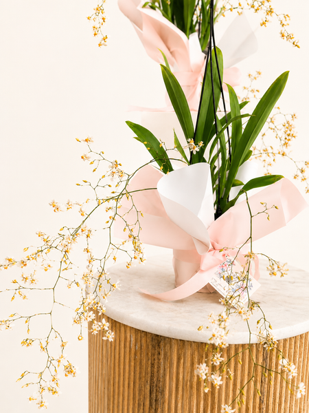 Oncidium Orchid