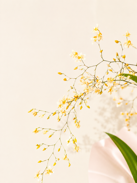 Oncidium Orchid